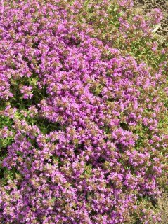 Чабрець звичайний Фредо (Fredo)