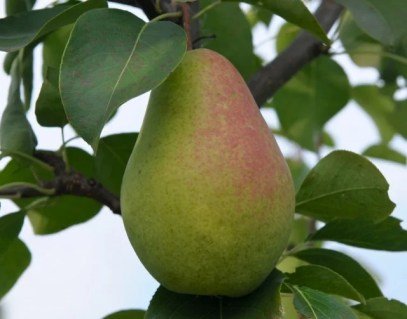 Груша Наталка [2-річна з відкритим коренем]