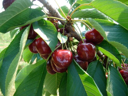 Черешня Саміт [2-річна з відкритим коренем]