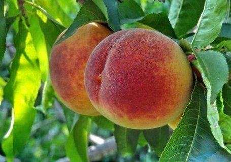 Персик Фрост (Frost) [1-річний з відкритим коренем]