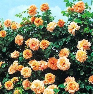 1530023845_w640_h640_1530023845