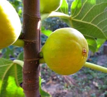 Інжир Медовий (Білий)