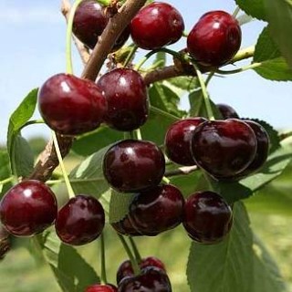 Вишня Пустунка (Шалунья) [2-річний з відкритим коренем]