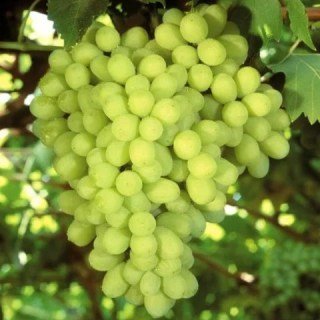 Виноград Вальок