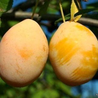 Слива Улюблена із Млієва [2-річна з відкритим коренем]