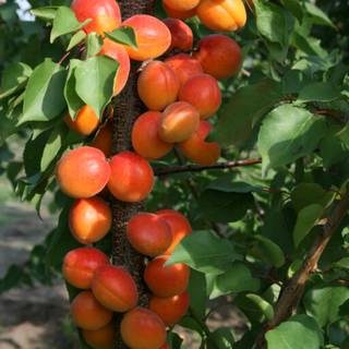 Абрикос колоновидний Принц Март