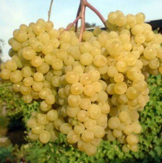Виноград Русбол