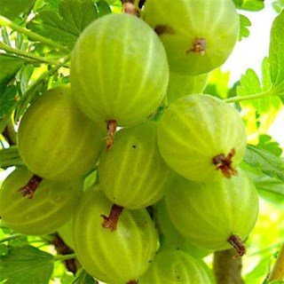 Агрус Бесшипний [2-річний з відкритим коренем]