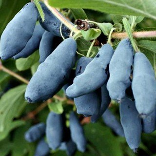 Жимолость їстівна Блакитне веретено [1-річна, контейнер 0.5л]