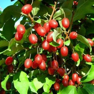 15729662408330-800x800