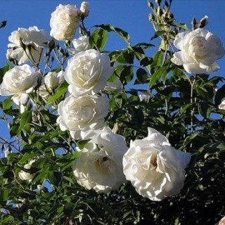 Троянда на штамбі Еш Венздей (Ash Wednesday)