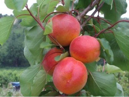 Абрикос Робада [2-річний з відкритим коренем]