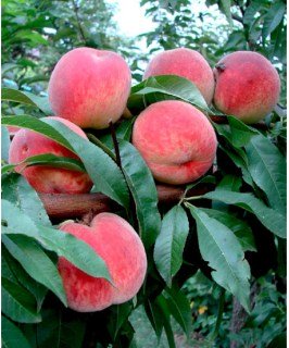 Персик Київський ранній [2-річний з відкритим коренем]