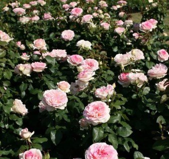 1587049666_w640_h640_roza-kordes-suvenir