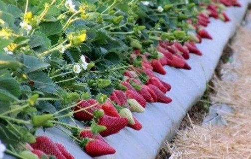 Полуниця Кабрилло