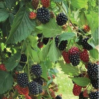 1594642465_w539_h473_prajm-ark-treveler