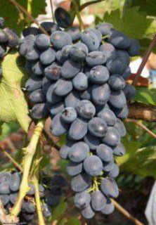 Виноград Фуршетний