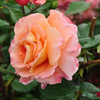 1615526936_w640_h640_roza-avgusta-luiza