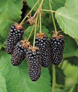 1615826765_2021-03-15_19-46-05