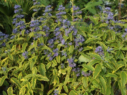 1620335863_39-p-kariopteris-kustarnik-foto-46