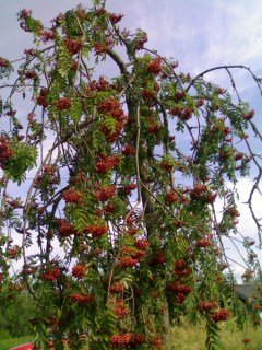 1621745364_15-p-foto-rasteniya-ryabina-plakuchaya-pendula-19