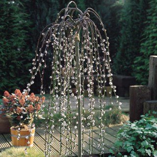 1621755704_5-p-foto-rasteniya-verba-plakuchaya-na-shtambe-5