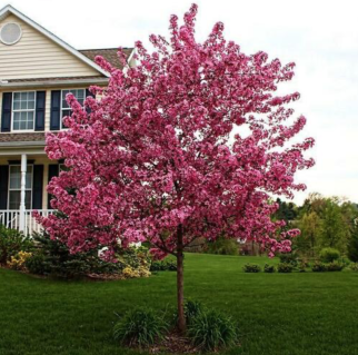 1625028588_41-p-yablonya-royalti-v-landshaftnom-dizaine-fo-50