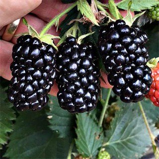 Ожина Прайм арк Тревелер