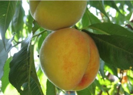 Персик Донецький жовтий [2-річний з відкритим коренем]