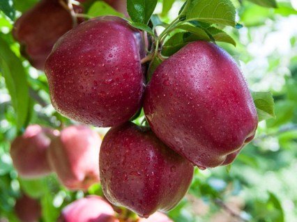 Яблуня Топ Ред [1-річна з відкритим коренем]