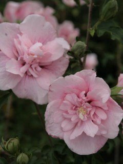 Гібіскус сирійський Пінк Шифон (Pink Chiffon)