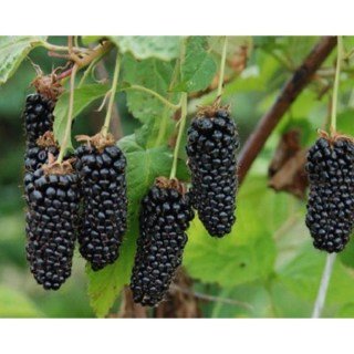 1686226921_klau-club-p-yezhevika-kolambiya-pinterest-3