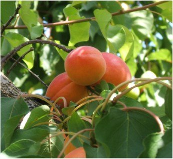 Абрикос Вондер Кот (Wonder Cot) [1-річний з відкритим коренем]