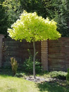 Клен гостролистий Голден Глоб (Golden Globe)