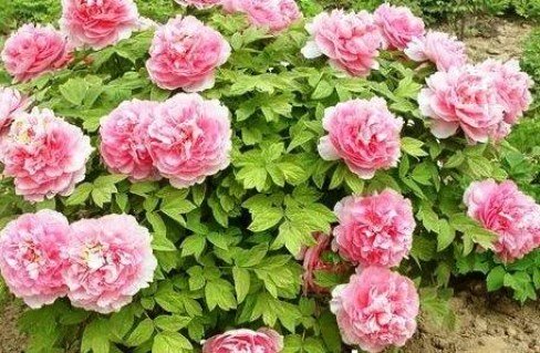 1805536429_w640_h640_pion-noblewoman-gui