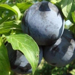 1837877310_alycha-blek-amber