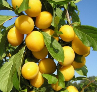 Алича Сонейка [1-річна з відкритим коренем]