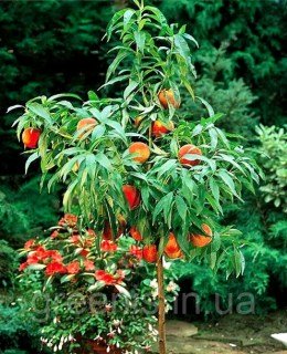 1862539732_w640_h640_persik-kolonovidnyj-shtajnberg