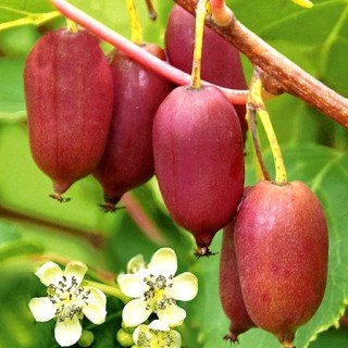 1892745611_w640_h640_aktinidiya-kens-red