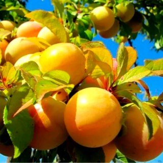 Алича Байрон Голд [1-річна з відкритим коренем]