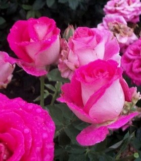 190402982_w640_h640_roza-chajno-gibridnaya-shejla