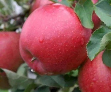 Яблуня Ред Чемпіон [1-річна з відкритим коренем]
