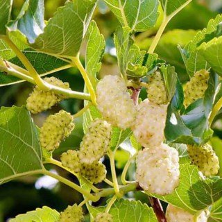 Шовковиця Біла Медова