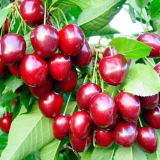 Черешня Каресова [2-річна з відкритим коренем]