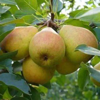 Груша Кучерянка [2-річна з відкритим коренем]