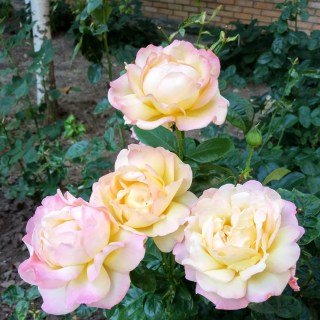 1939037294_w640_h640_roza-gloriya-dej