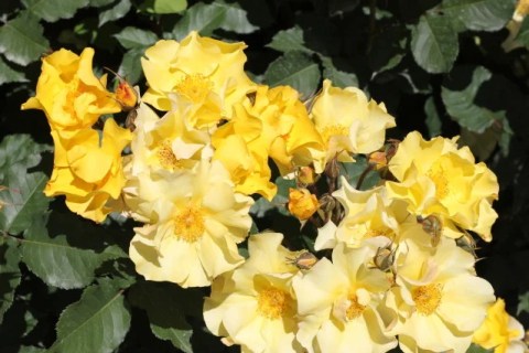 Троянда флорібунда Алі Дорате (Ali Dorate)