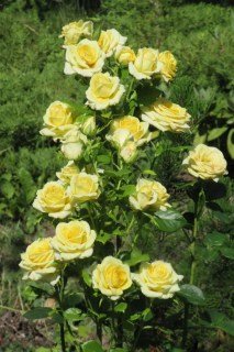 1949928889_w640_h640_roza-kronos-kronos