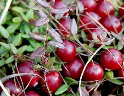 1956172746_w640_h640_klyukva-ben-lir