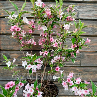 Вейгела квітуча Сюзанна (Weigela florida Suzanne) 